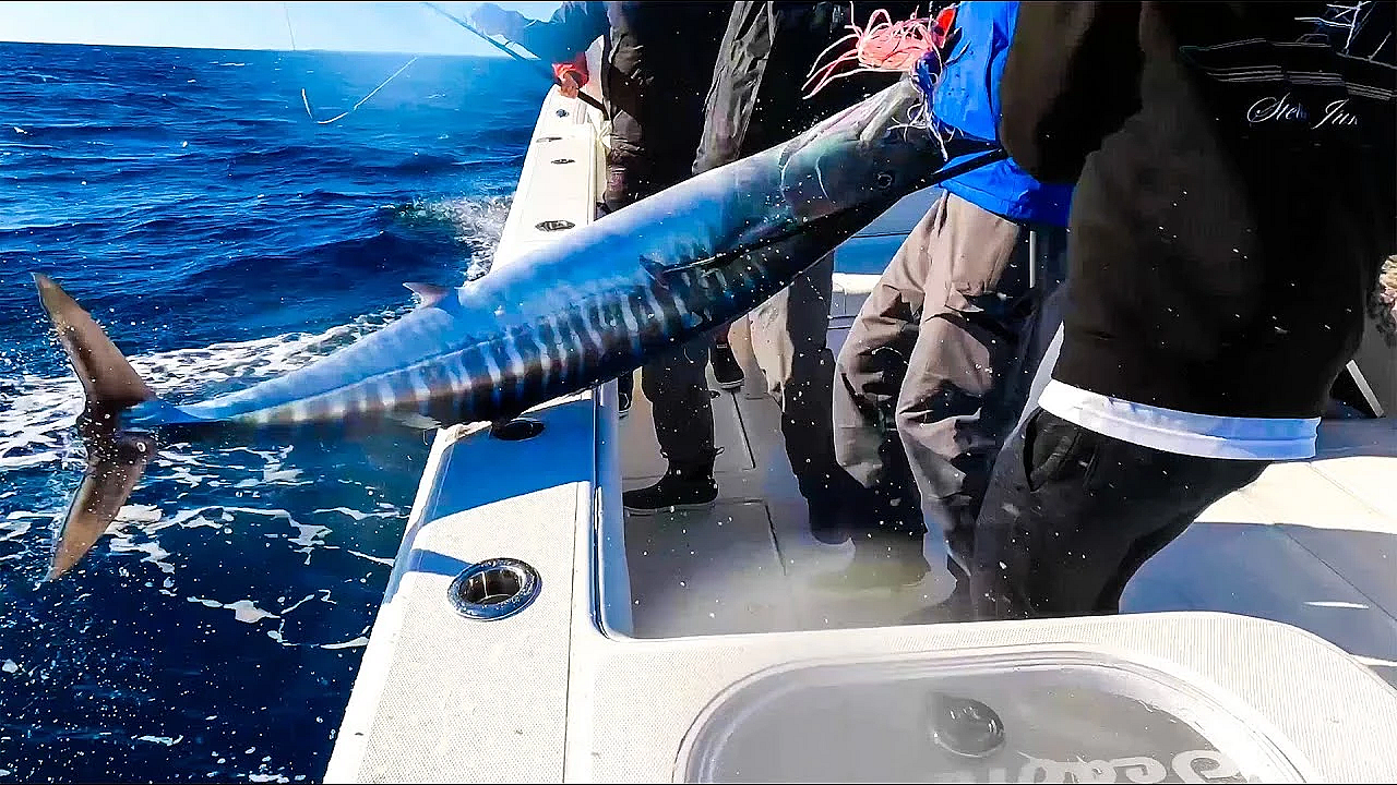 Fishing For The Fastest Fish In The World!!! {catch Clean Cook} The Bahamas