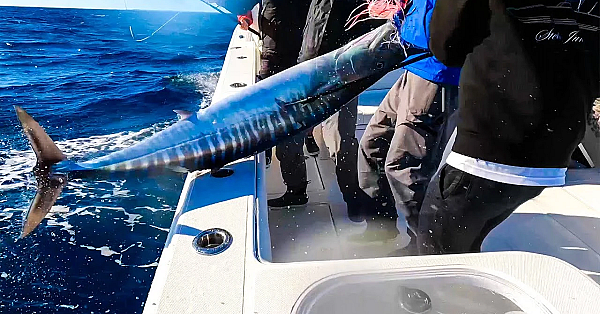 Fishing For The Fastest Fish In The World!!! {catch Clean Cook} The Bahamas