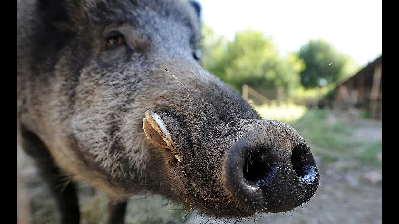 Wild Boar Are Destroying My Ranch! {catch Clean Cook} Flir Thermosight