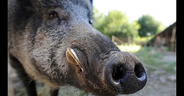 Wild Boar Are Destroying My Ranch! {catch Clean Cook} Flir Thermosight