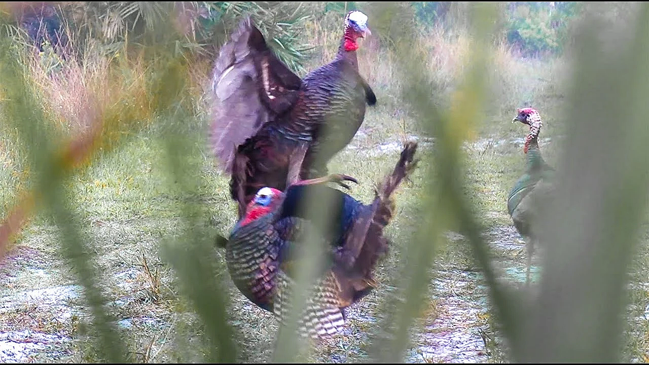 Massive Wild Turkey Karate Chops A Life-like Decoy {catch Clean Cook} How To Clean A Wild Turkey!