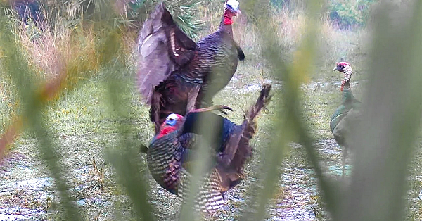 Massive Wild Turkey Karate Chops A Life-like Decoy {catch Clean Cook} How To Clean A Wild Turkey!