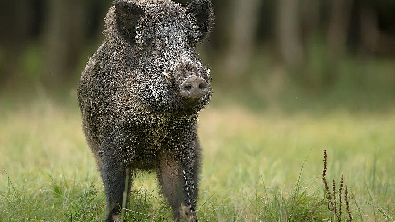 Epic Archery Hog Hunt {catch Clean Cook} Thiessens Outdoor Gear