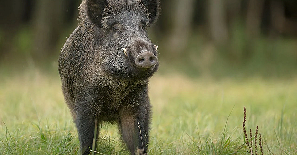 Epic Archery Hog Hunt {catch Clean Cook} Thiessens Outdoor Gear