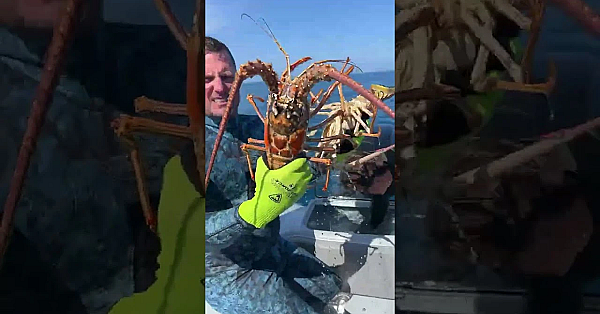 Dmfd Live - Come Eat Lobster With Us At Down The Hatch Tonight, March 31st!!!