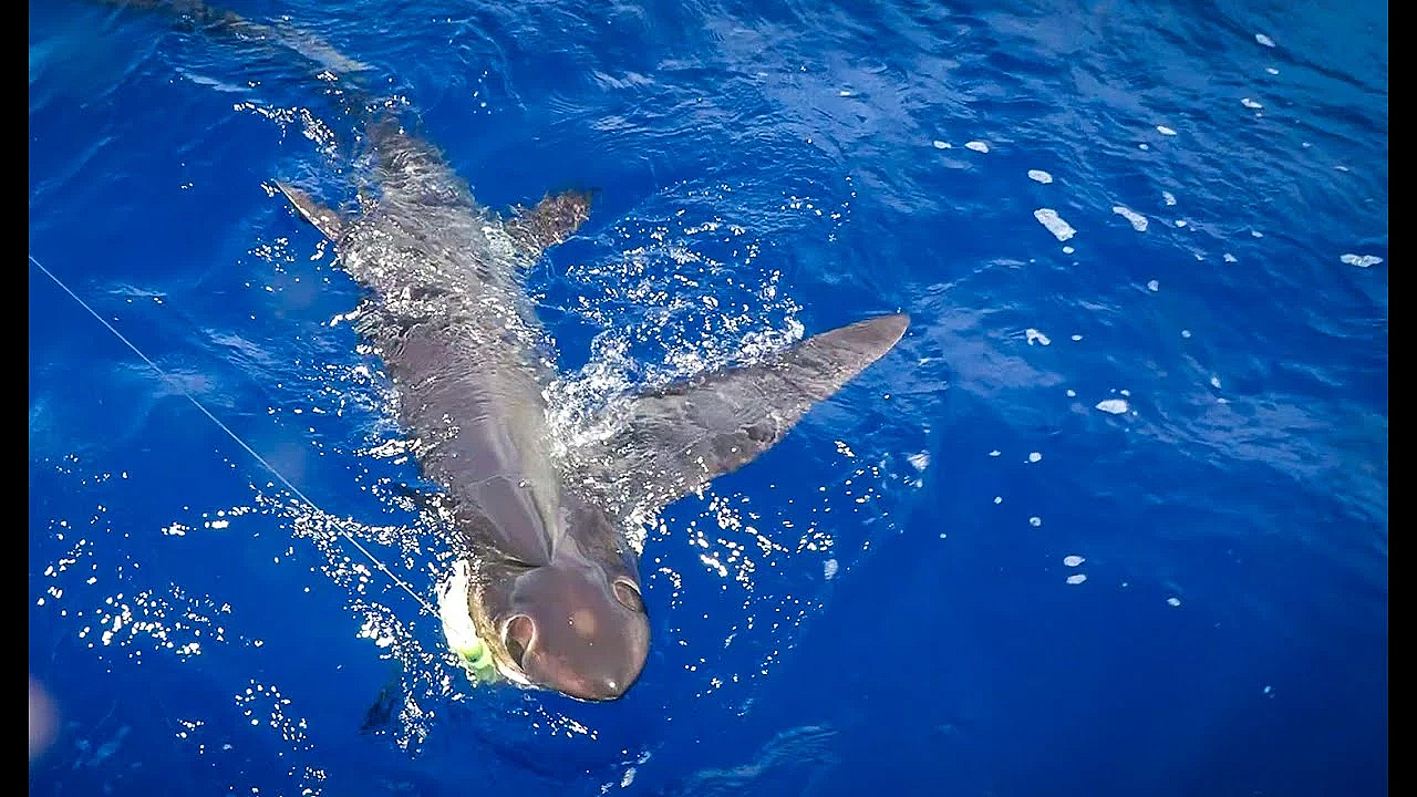 Massive Shark That Looks Like An Alien!!! {catch Clean Cook} Big Eye Thresher Shark