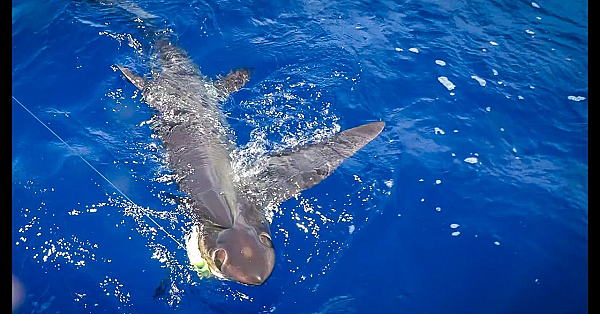 Massive Shark That Looks Like An Alien!!! {catch Clean Cook} Big Eye Thresher Shark