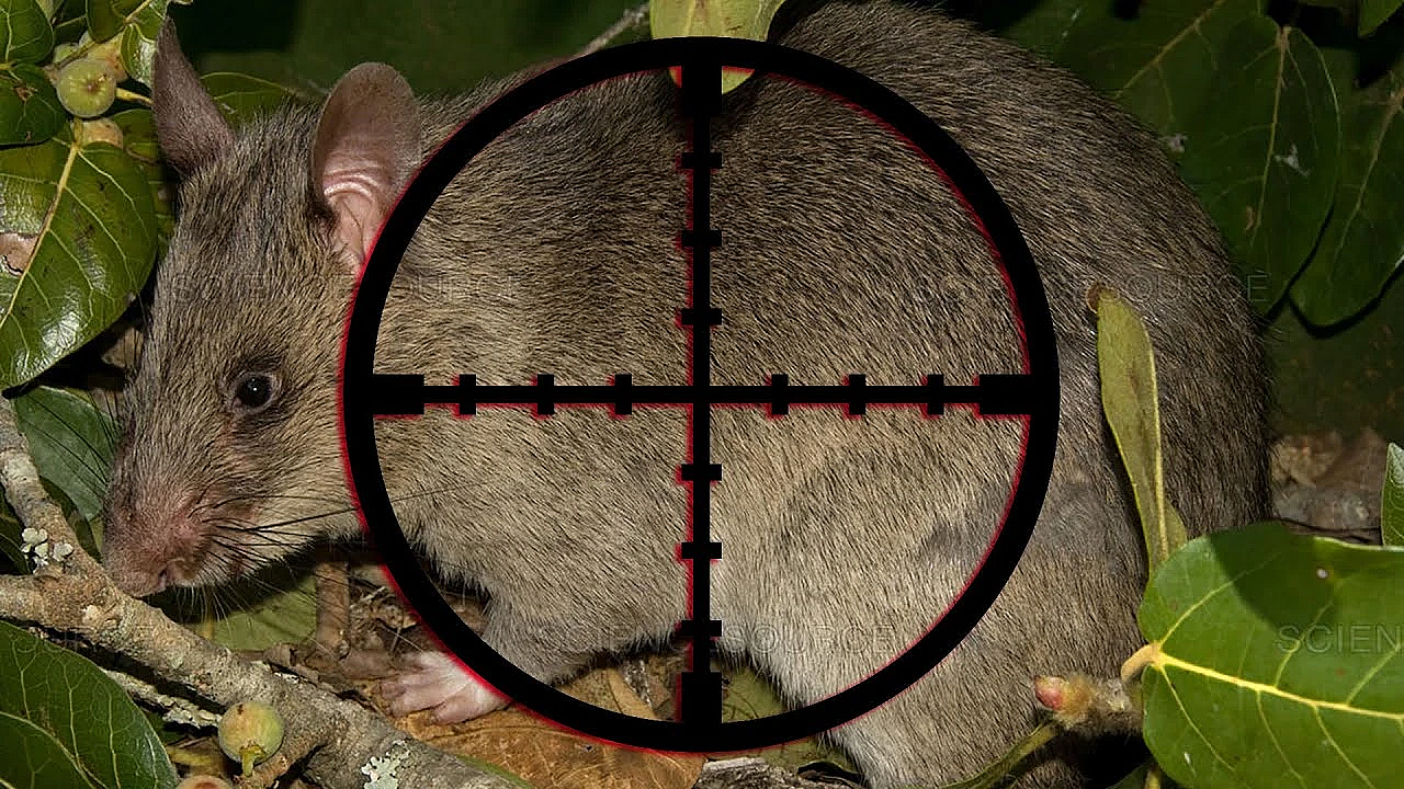 Island Covered In Rats!!! {catch Clean Cook} Grilled On Beach Over Open Fire!!!