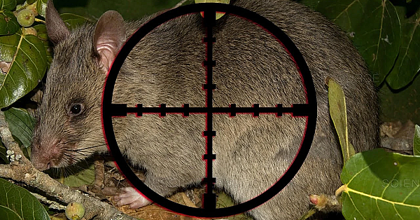 Island Covered In Rats!!! {catch Clean Cook} Grilled On Beach Over Open Fire!!!