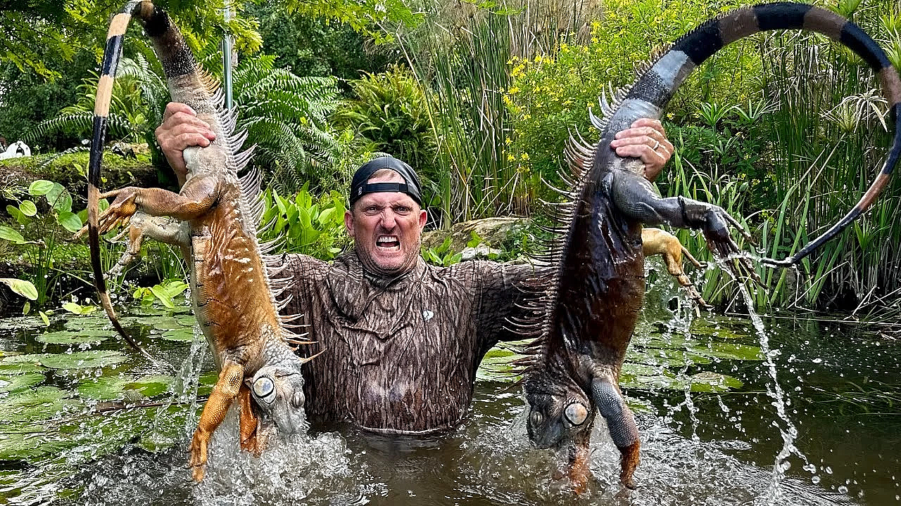 Home-made Trap To Catch Giant Green Iguanas! {catch Clean Cook} The Biggest I’ve Ever Seen!