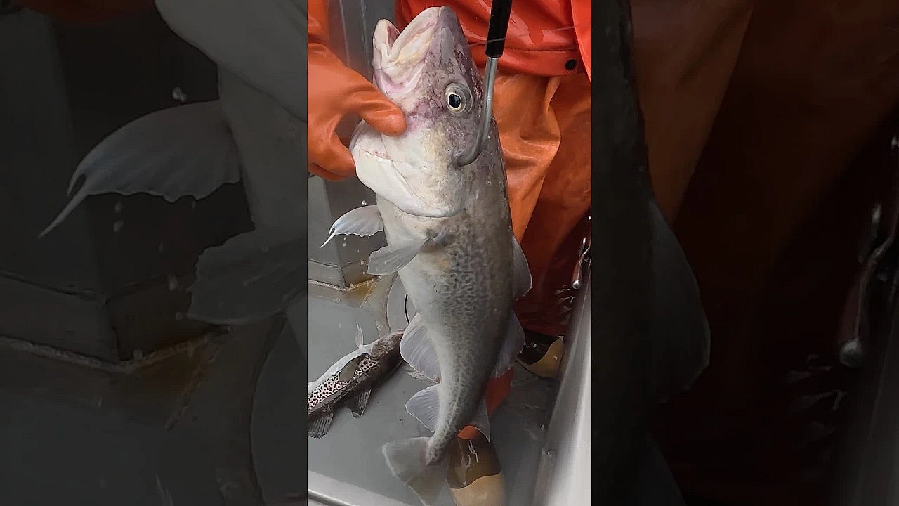 Fish Cutting! Alaskan Cod #ProLevel