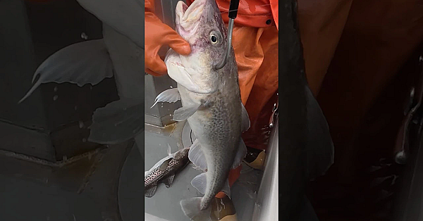 Fish Cutting! Alaskan Cod #ProLevel