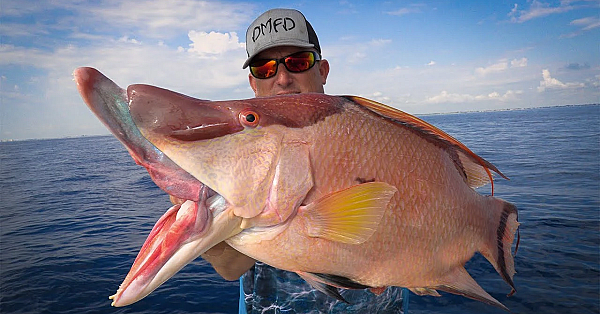 Gigantic Hogfish {catch Clean Cook} Spearfishing For Family Dinner