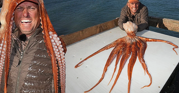 Giant Octopus On A Fishing Pole!!! {catch Clean Cook} Alaska Deep Sea Fishing