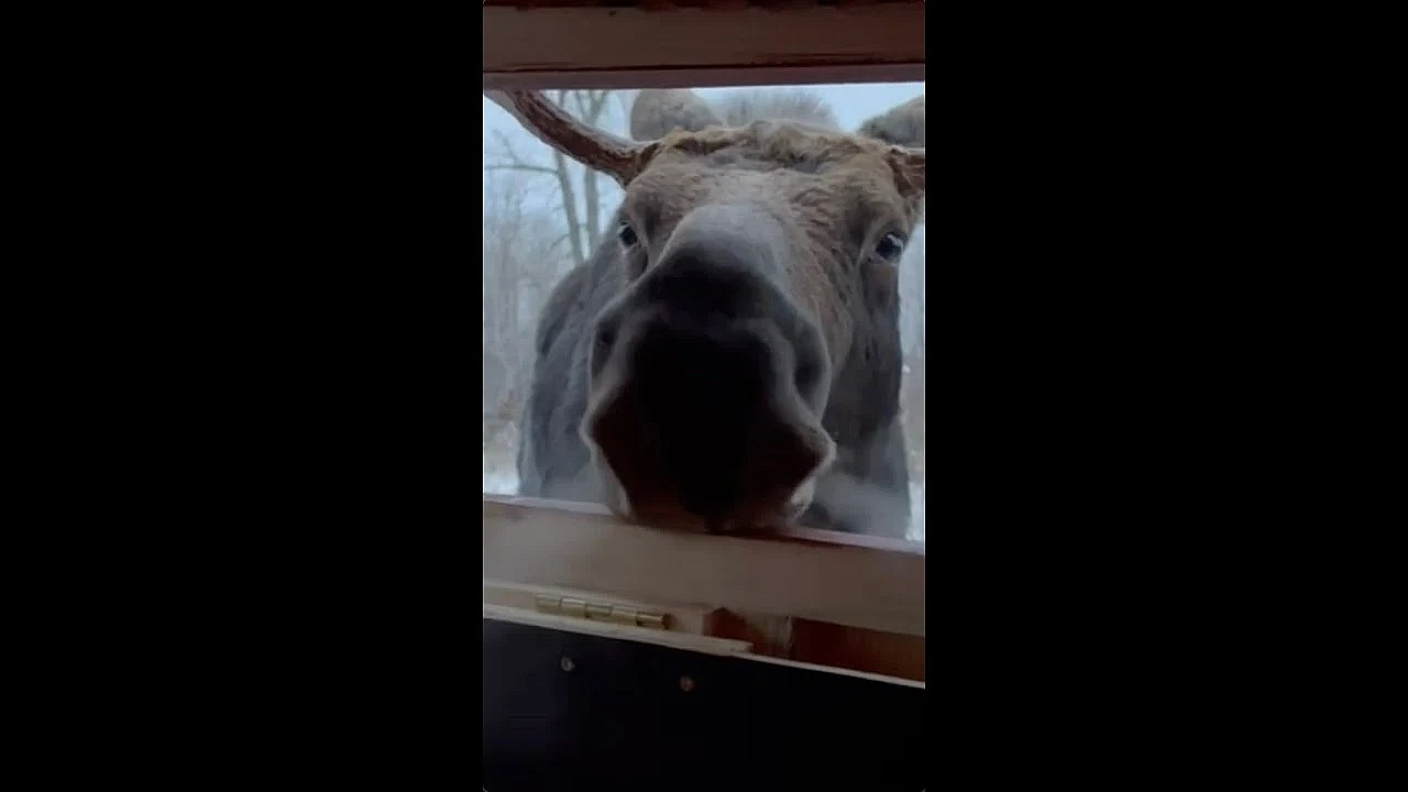 So Close You Can Taste His Breath!! #shorts #moose