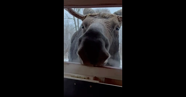 So Close You Can Taste His Breath!! #shorts #moose