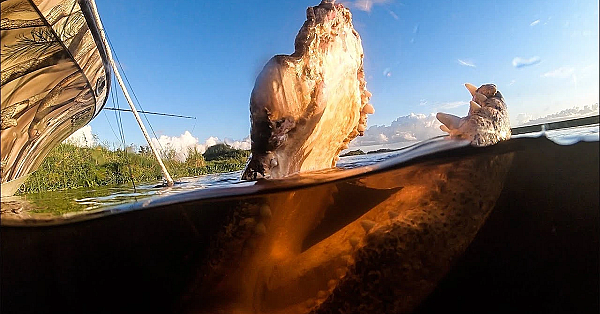 Massive Alligator With Deformed Mouth!!! {catch Clean Cook}