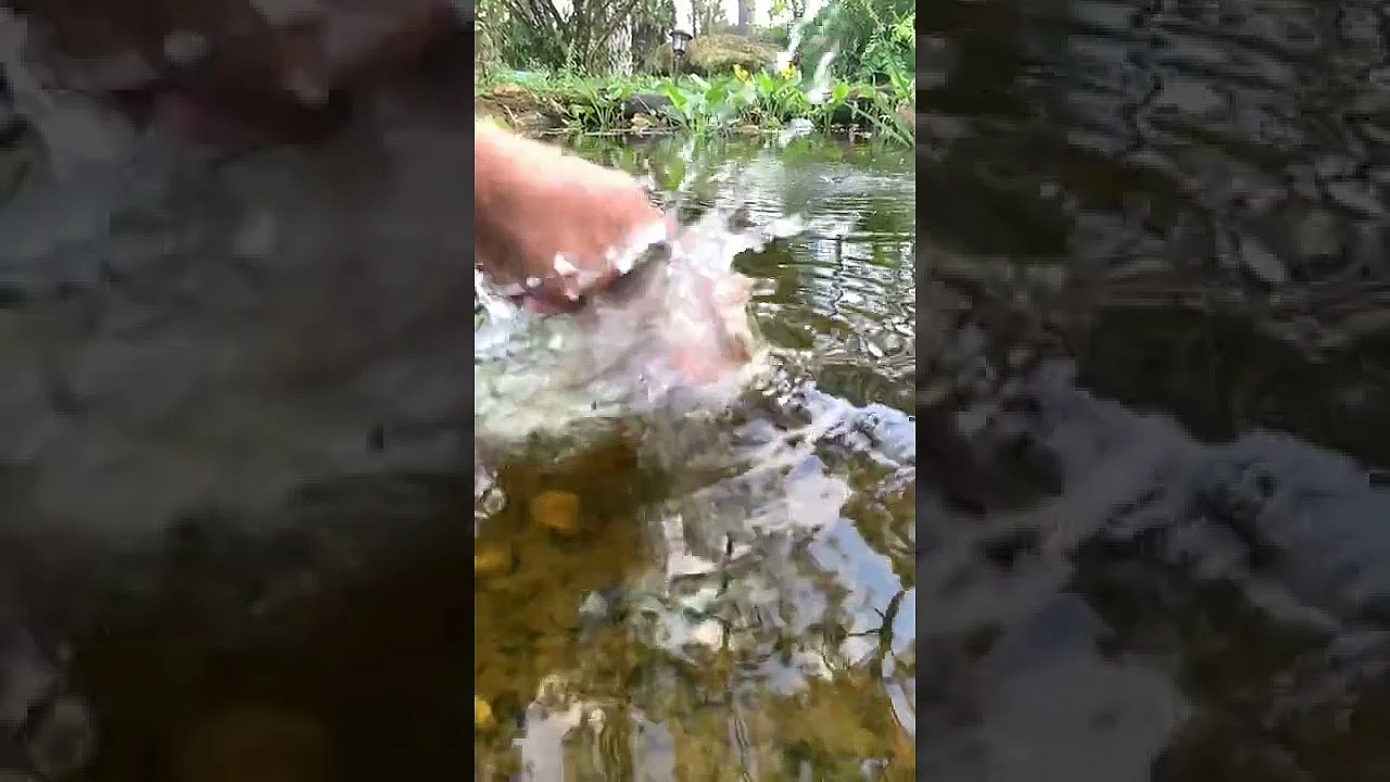 Never Put Your Fingers In The Water! #shorts