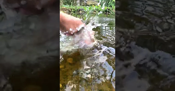 Never Put Your Fingers In The Water! #shorts