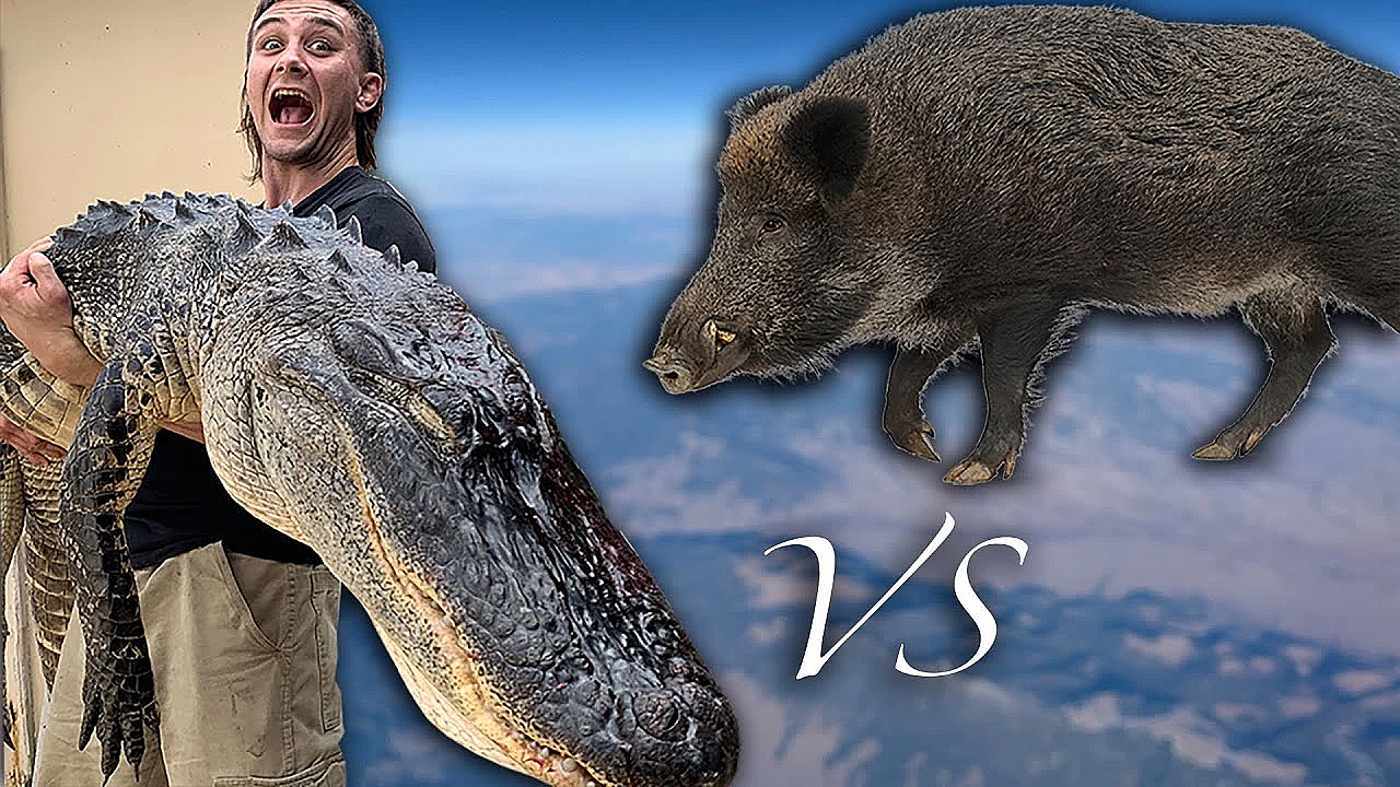 Wild Alligator Vs Wild Boar {catch Clean Cook} Ft. Professional Mma Fighter! Shawn Brown