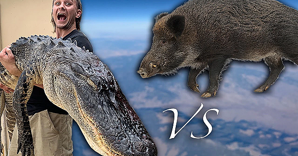 Wild Alligator Vs Wild Boar {catch Clean Cook} Ft. Professional Mma Fighter! Shawn Brown