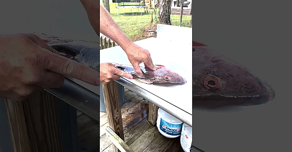 Let Me Show You A Trick! #shorts #fish #dinner