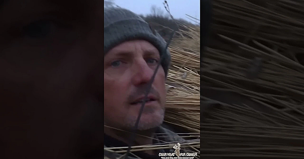 Epic Wild Bull Elk Encounter! #elk #shorts