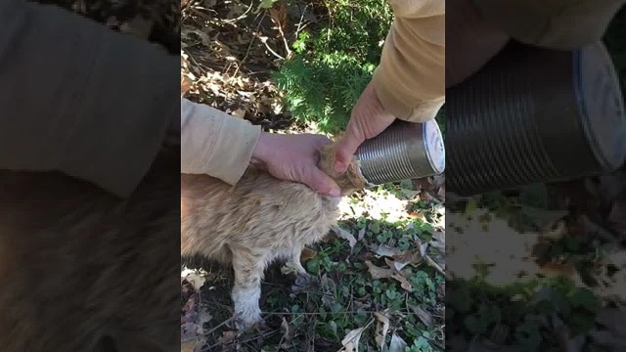 Cat's Head Stuck In A Can!! Meow!!!! #shorts