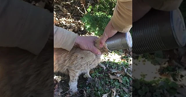 Cat's Head Stuck In A Can!! Meow!!!! #shorts
