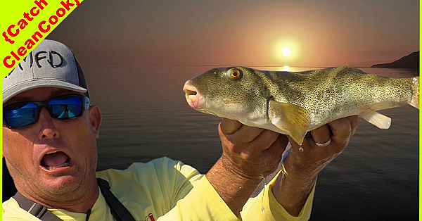 Whopper Size Toadies {catch Clean Cook} Drum Stick Of The Sea!