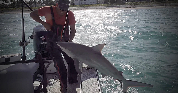 Blacktip Shark {catch Clean Cook} Juicy Shark Chops