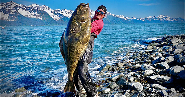 Giant Alaskan Halibut On A Rental Boat! {catch Clean Cook} My Biggest Ever