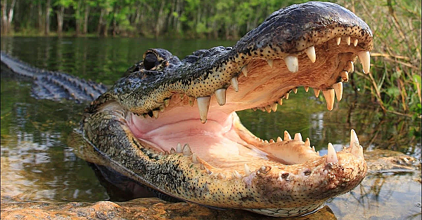 How To Catch, Skin, De-bone &amp; Process An Alligator