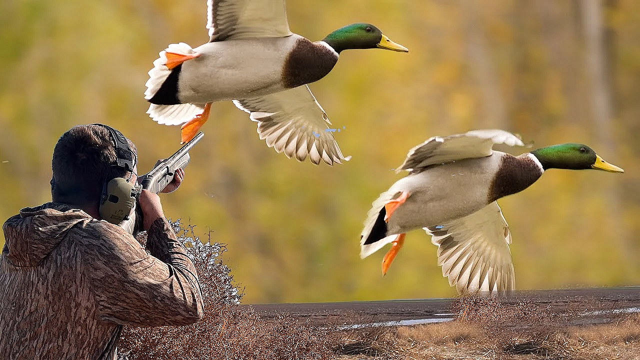 Big Ducks On Tiny Farm Ponds! {catch Clean Cook} The Most Enjoyable Duck Hunt You'll Ever Go On!!!