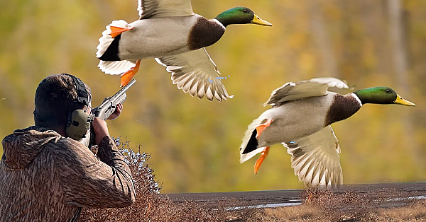 Big Ducks On Tiny Farm Ponds! {catch Clean Cook} The Most Enjoyable Duck Hunt You'll Ever Go On!!!