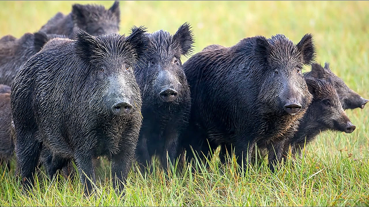 Early Season Archery Hog Hunt On The Ranch! {catch Clean Cook} Wild Boar Pulled Pork Sandwiches