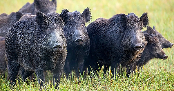 Early Season Archery Hog Hunt On The Ranch! {catch Clean Cook} Wild Boar Pulled Pork Sandwiches