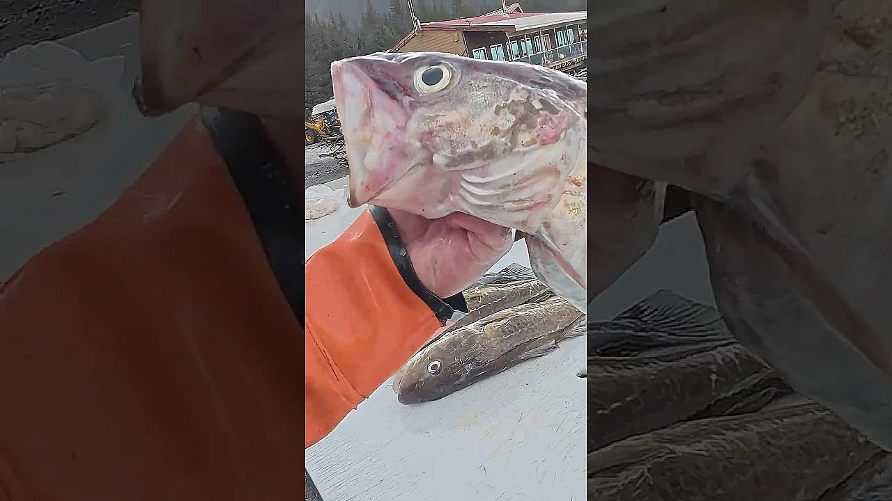 Fish Cutting! Pollock