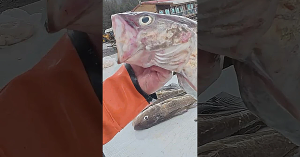 Fish Cutting! Pollock