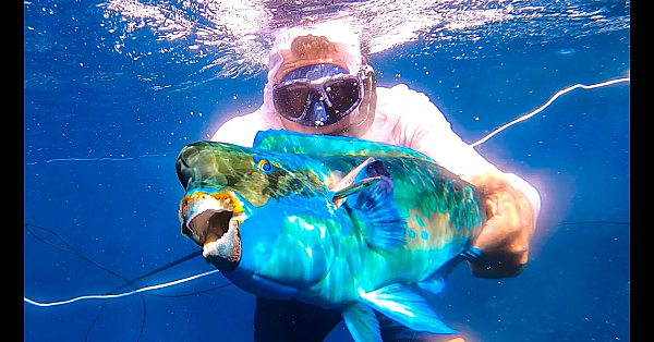 Spearfishing On Ultra-remote Island {catch Clean Cook} Pagan, Cnmi