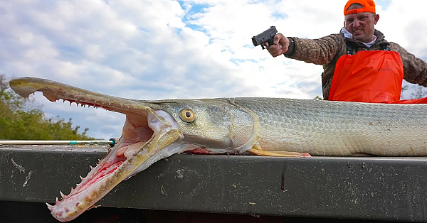 It Took 3 Shots To Get This Fish In The Boat! {catch Clean Cook} Alligator Gar Taste Test
