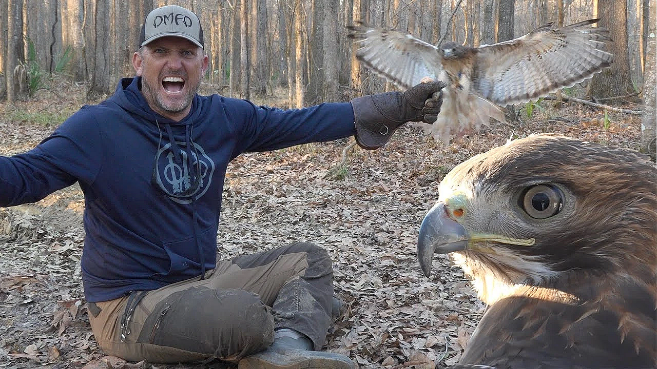 Hunting With Wild Hawks! {catch Clean Cook} Alabama Hawking