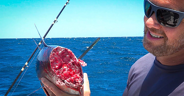 Massive Shark Eats Half Our Tuna! {catch Clean Cook} We Eat The Other Half