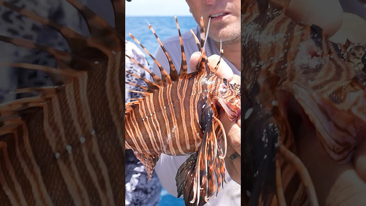 Lionfish Attack! #viral #accident #painful