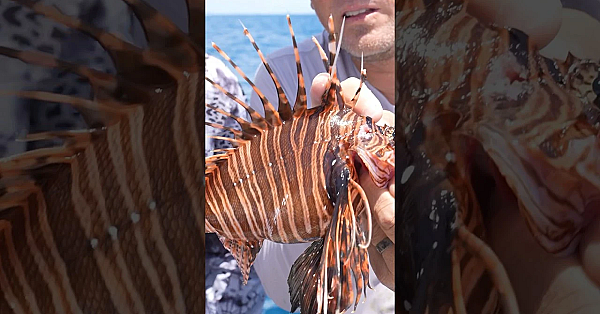 Lionfish Attack! #viral #accident #painful