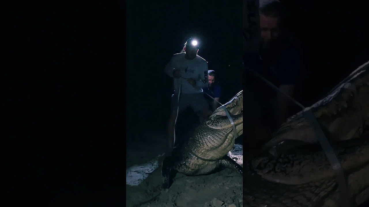 Huge Alligator Hunt #shorts #gator #foryou #hunting #viral