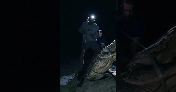 Huge Alligator Hunt #shorts #gator #foryou #hunting #viral