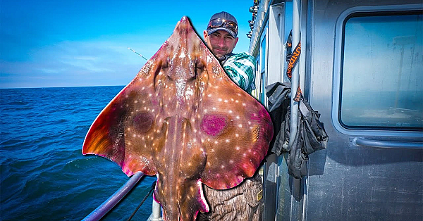 Massive Arctic Sting Ray {catch Clean Cook} Deermom Crashes On A Scooter!