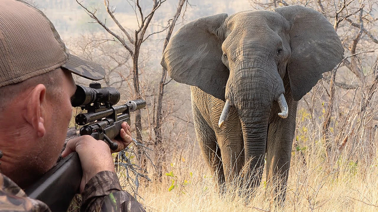 Darting Massive African Elephants For Conservation! (3,000,000 Subscribers) Ft. Chopper Dundee!