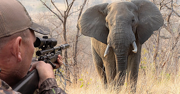 Darting Massive African Elephants For Conservation! (3,000,000 Subscribers) Ft. Chopper Dundee!